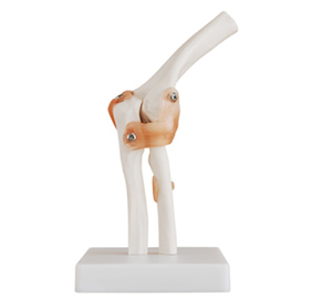 Explore the secrets of the elbow joint: natural large elbow joint model
